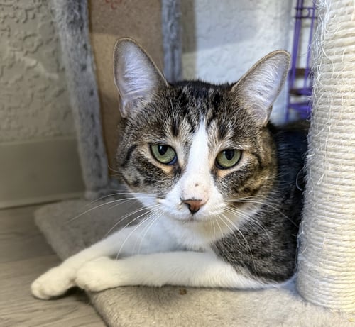 BOING - Domestic Short Hair available for adoption