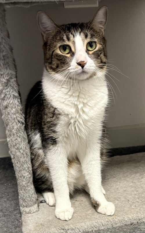 BOING - Domestic Short Hair for adoption in Melbourne