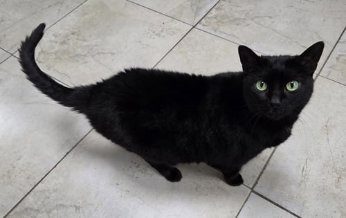 SCRIBBLE - Domestic Short Hair available for adoption