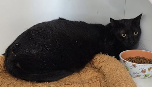 STRYDER - Domestic Short Hair available for adoption