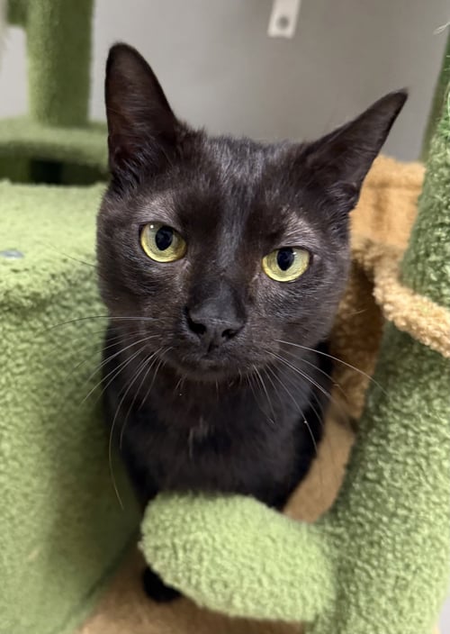 STRYDER - Domestic Short Hair for adoption in Melbourne