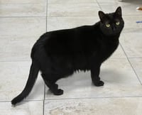 Stryder - Photo 3