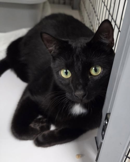 LEMONCELLO - Domestic Short Hair available for adoption