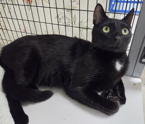 LEMONCELLO - Domestic Short Hair available for adoption