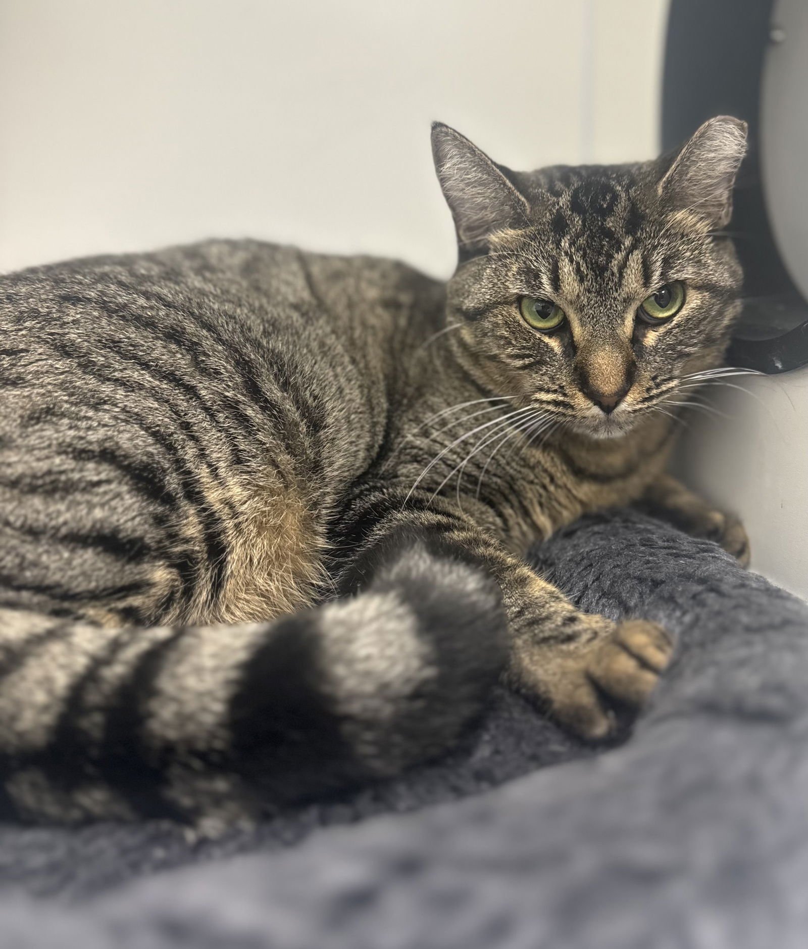 KARAOKE - Domestic Short Hair available for adoption