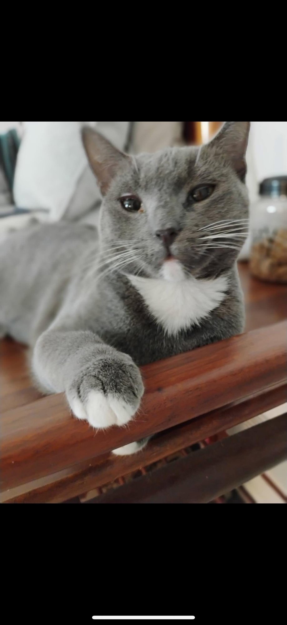 SOCKS B - Domestic Short Hair available for adoption