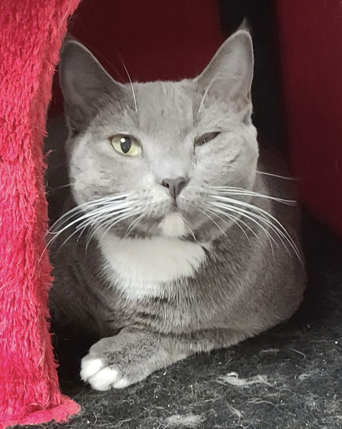 SOCKS B - Domestic Short Hair available for adoption