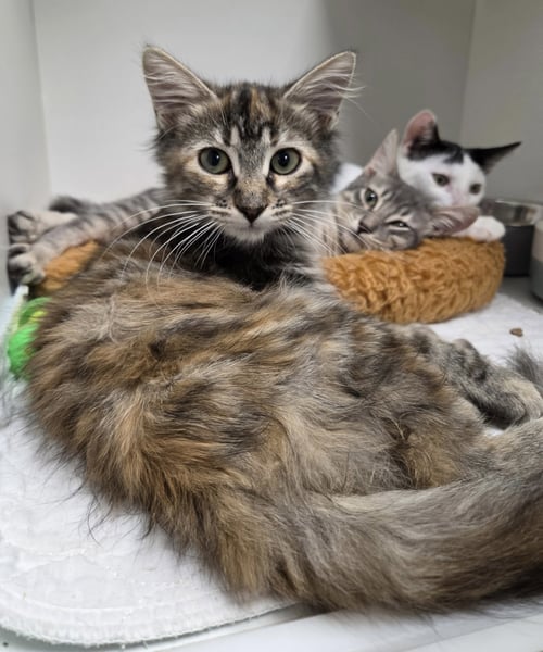 DRAGONETTE - Domestic Short Hair available for adoption