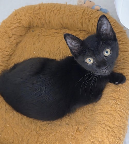 SESAME STREET - Domestic Short Hair available for adoption