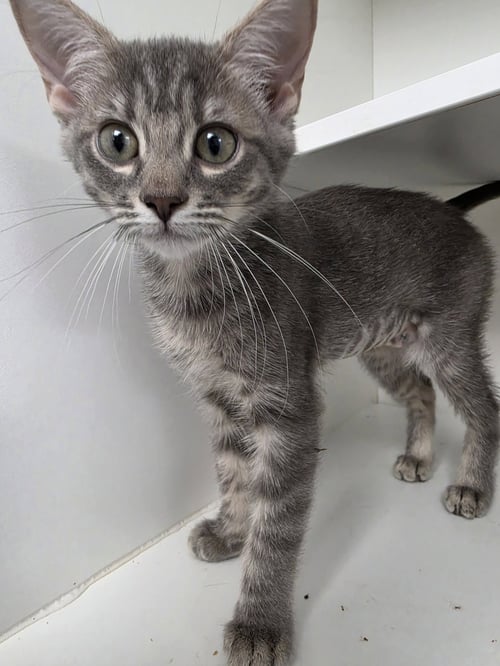 ROMI - Domestic Short Hair available for adoption