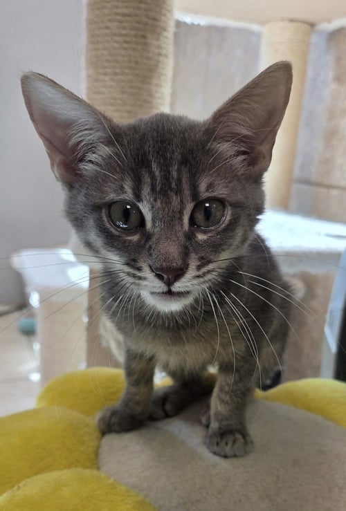 ROMI - Domestic Short Hair available for adoption