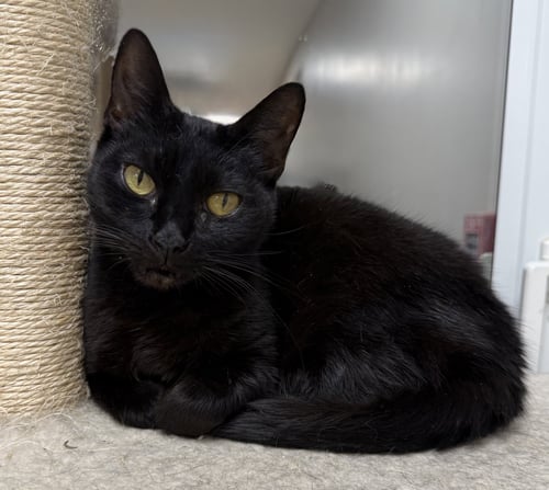 BLACK PEARL - Domestic Short Hair available for adoption