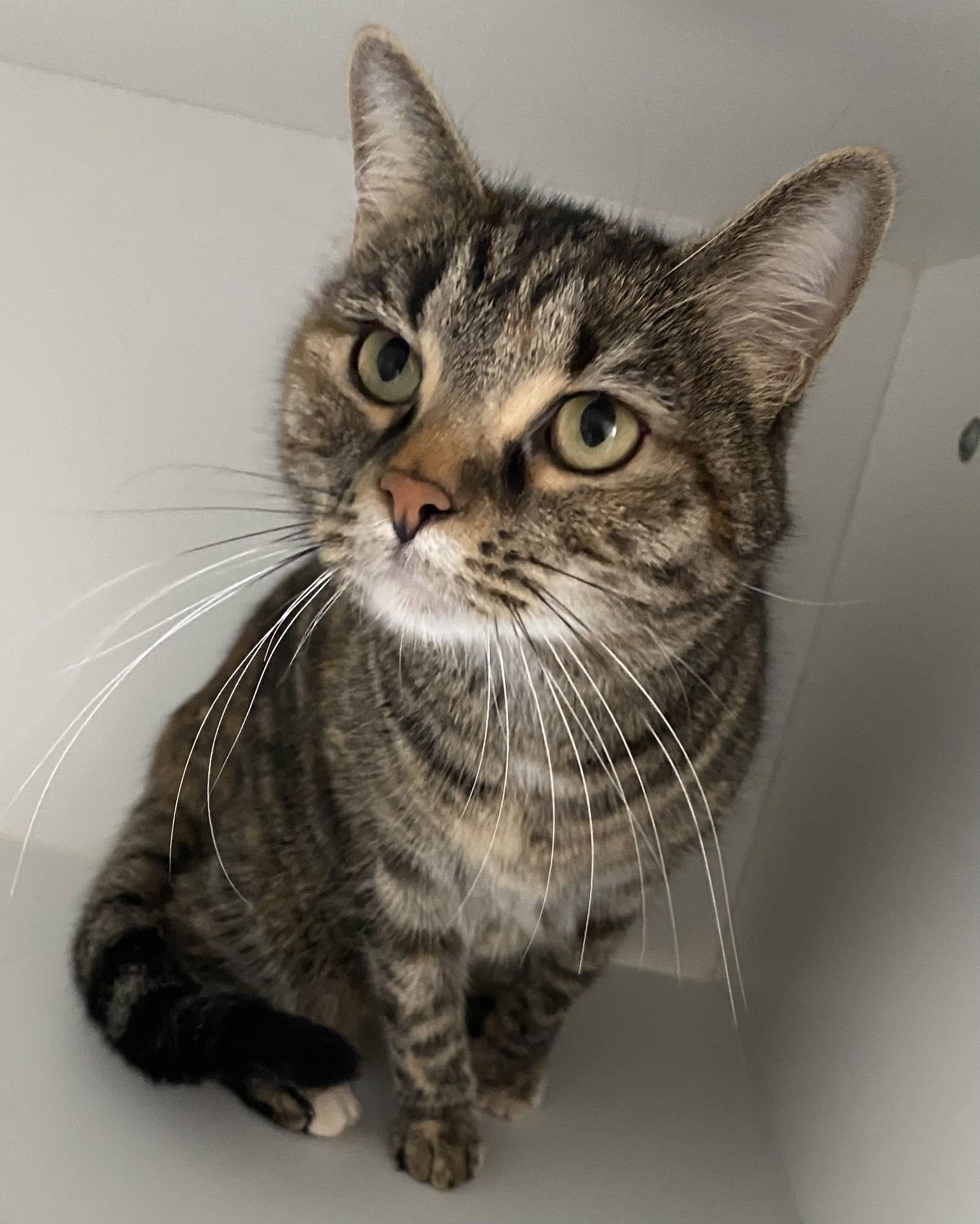 SIBBY - Domestic Short Hair available for adoption