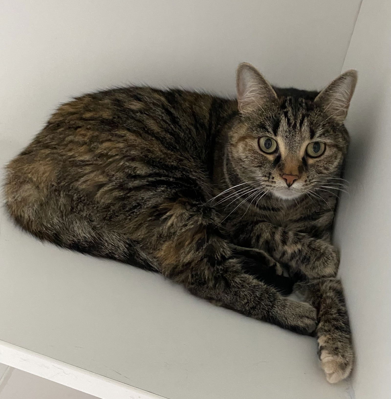 SIBBY - Domestic Short Hair available for adoption