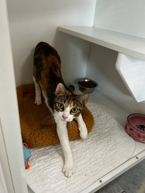 PIPETTE - Domestic Short Hair available for adoption