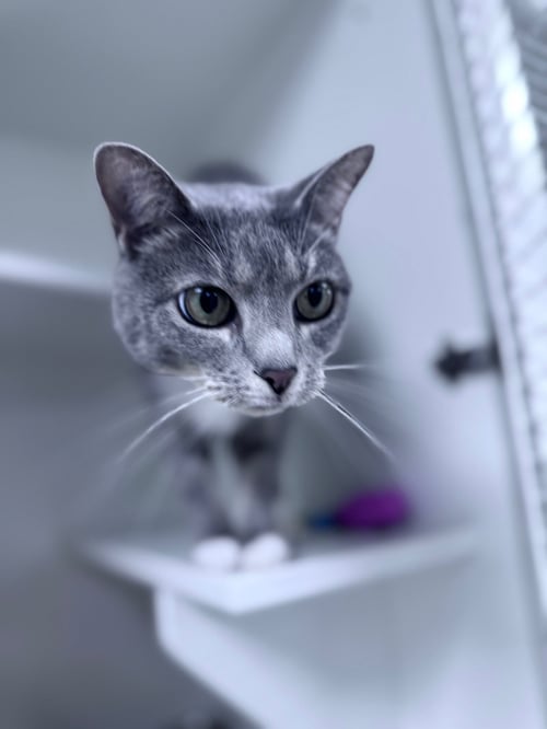 OLLO - Domestic Short Hair for adoption in Palm Bay