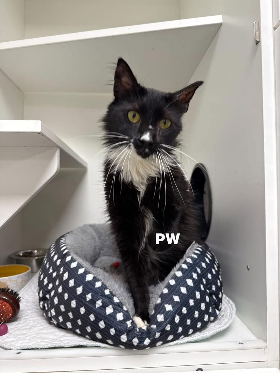 P.W - Domestic Short Hair available for adoption