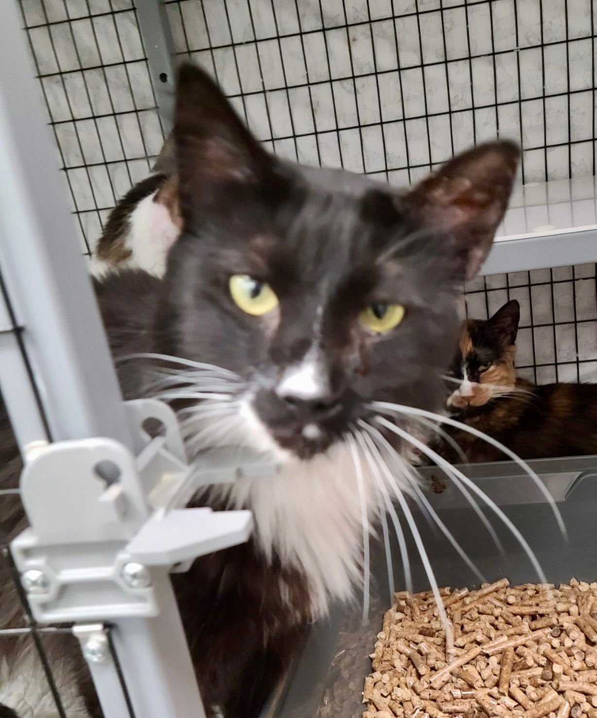 P.W - Domestic Short Hair available for adoption