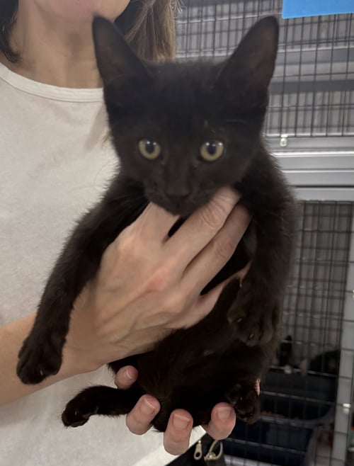 MUSEUM - Domestic Short Hair available for adoption