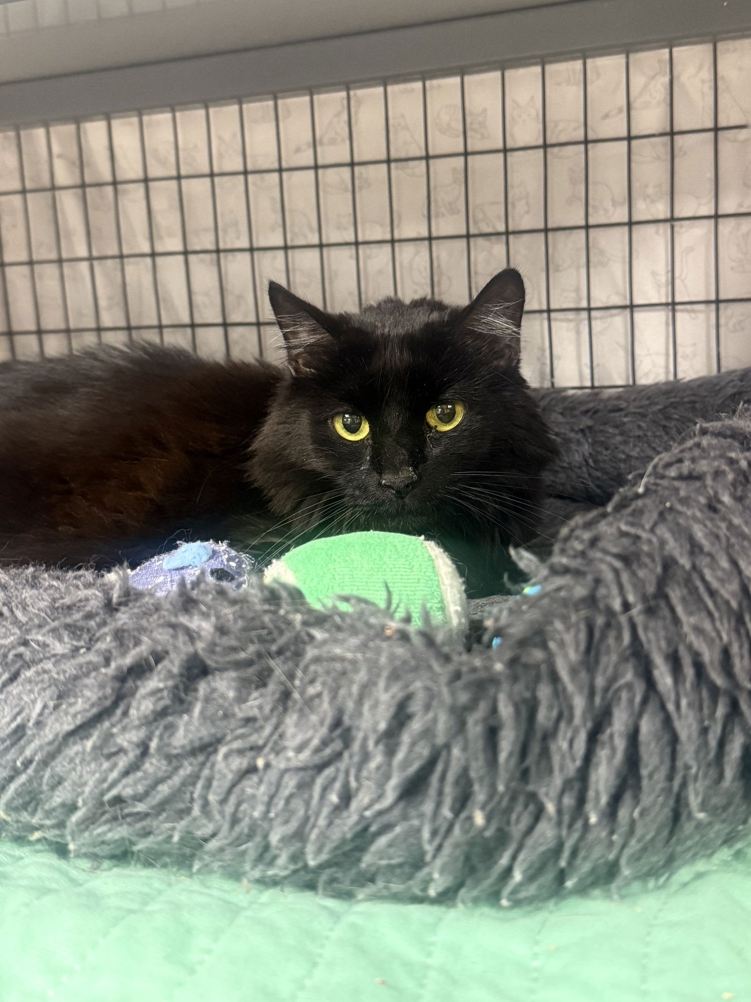 CADILLAC - Domestic Short Hair available for adoption