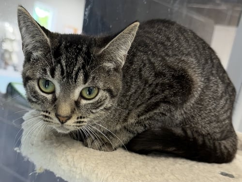 BUSCH - Domestic Short Hair available for adoption