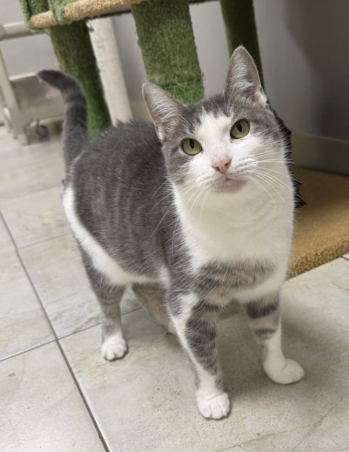 GALANGA - Domestic Short Hair for adoption in Melbourne