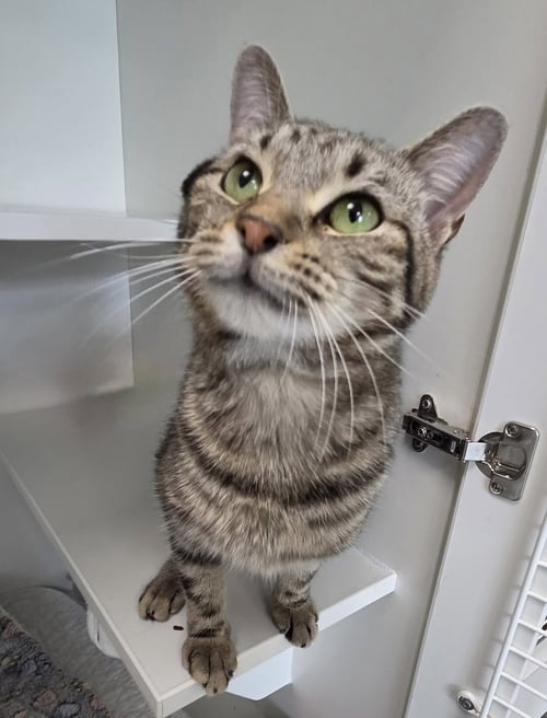 MARSON - Domestic Short Hair available for adoption