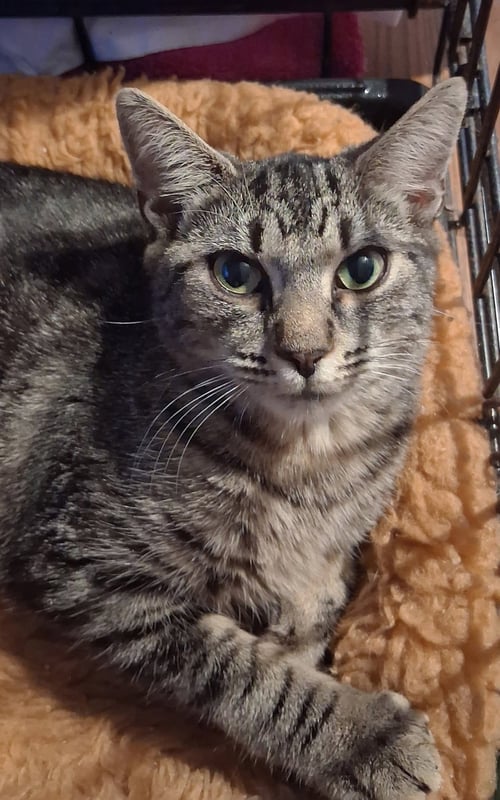 ALICJA - Domestic Short Hair available for adoption