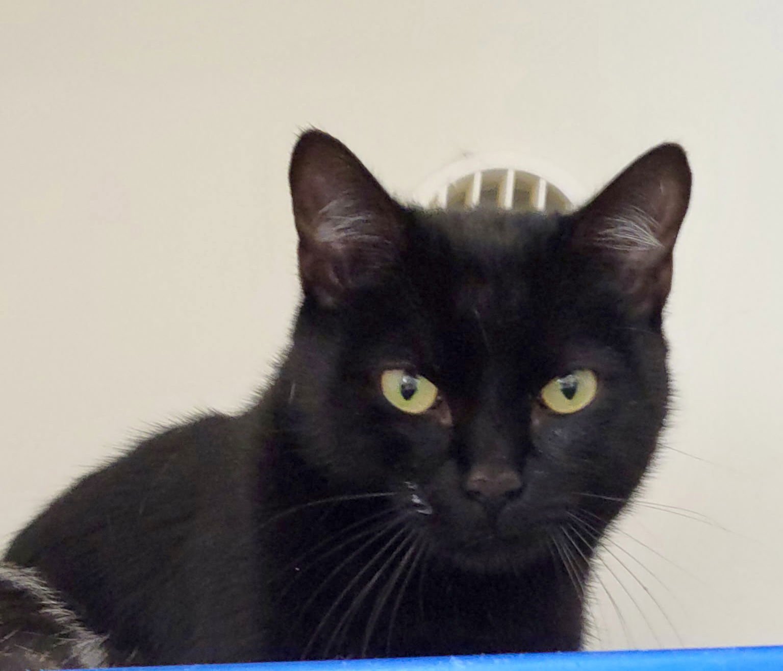 LINKIN - Domestic Short Hair available for adoption