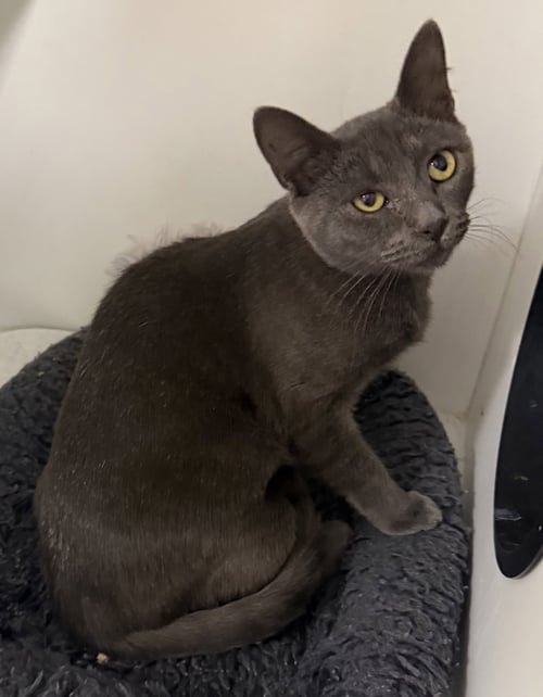 TRUIST - Domestic Short Hair available for adoption