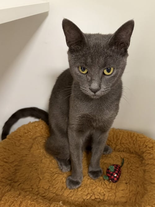 TRUIST - Domestic Short Hair available for adoption