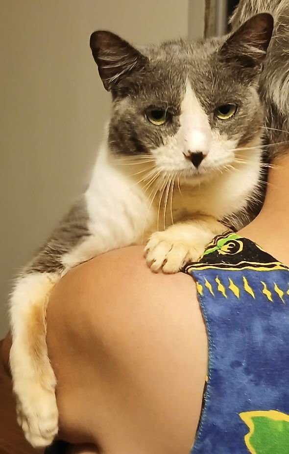 CASPER R - Domestic Short Hair available for adoption