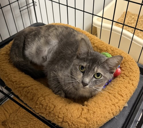 DART - Domestic Short Hair available for adoption