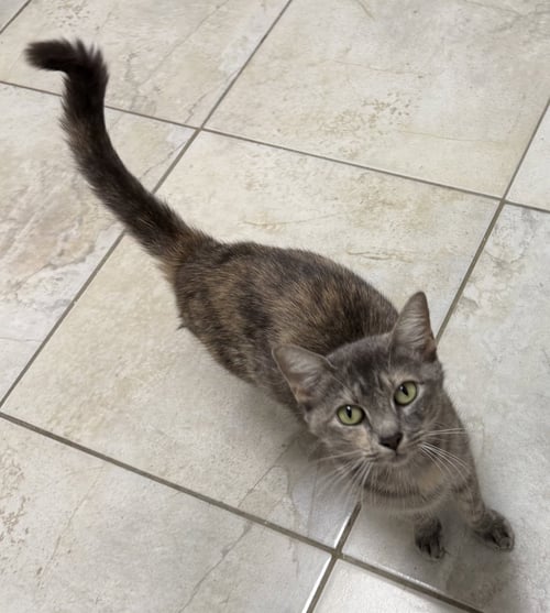 DART - Domestic Short Hair available for adoption