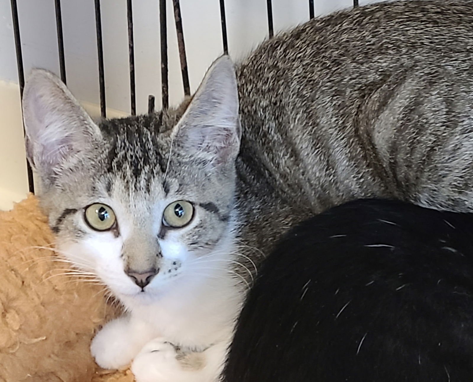 GETAWAY CAR - Domestic Short Hair available for adoption