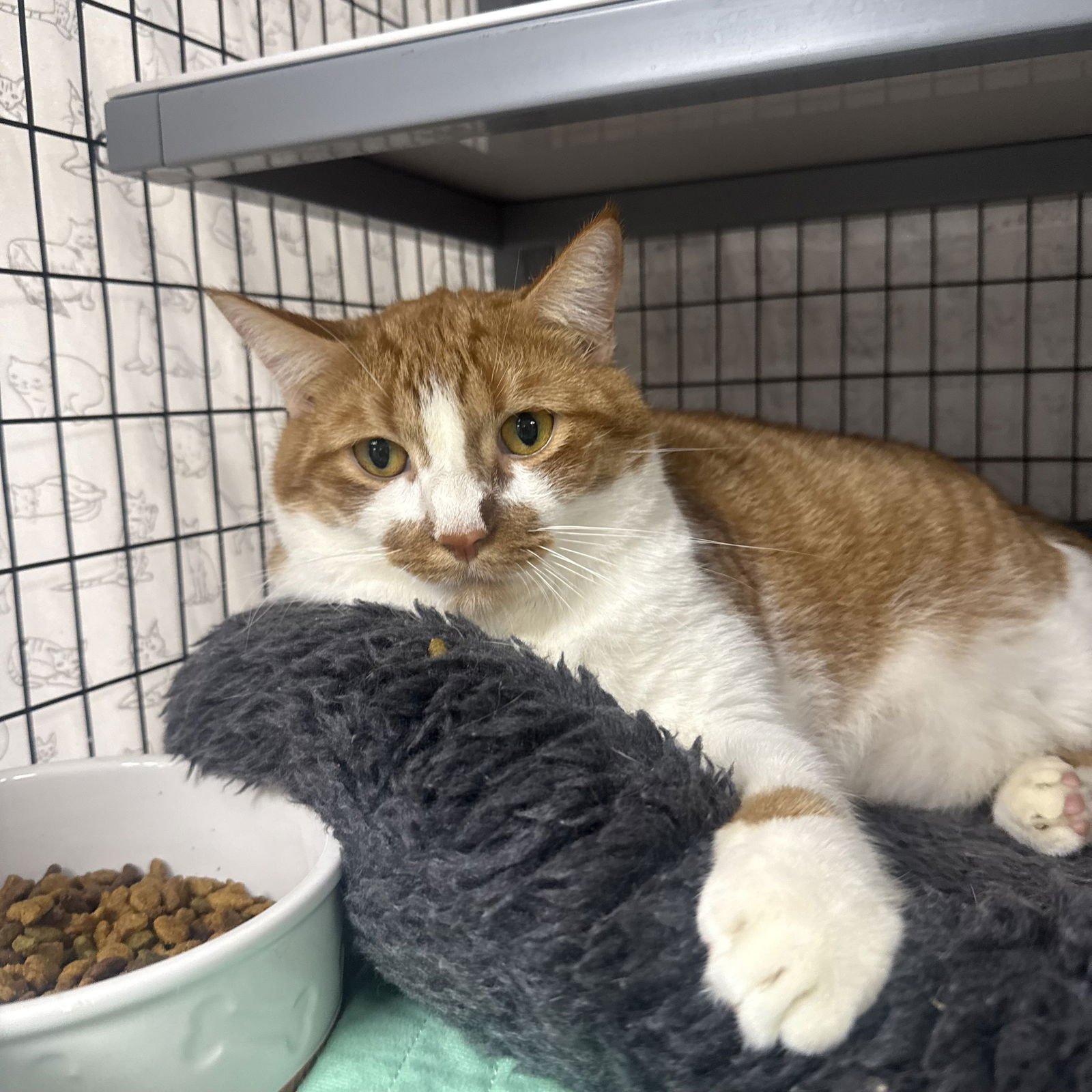 BUGLES - Domestic Short Hair available for adoption