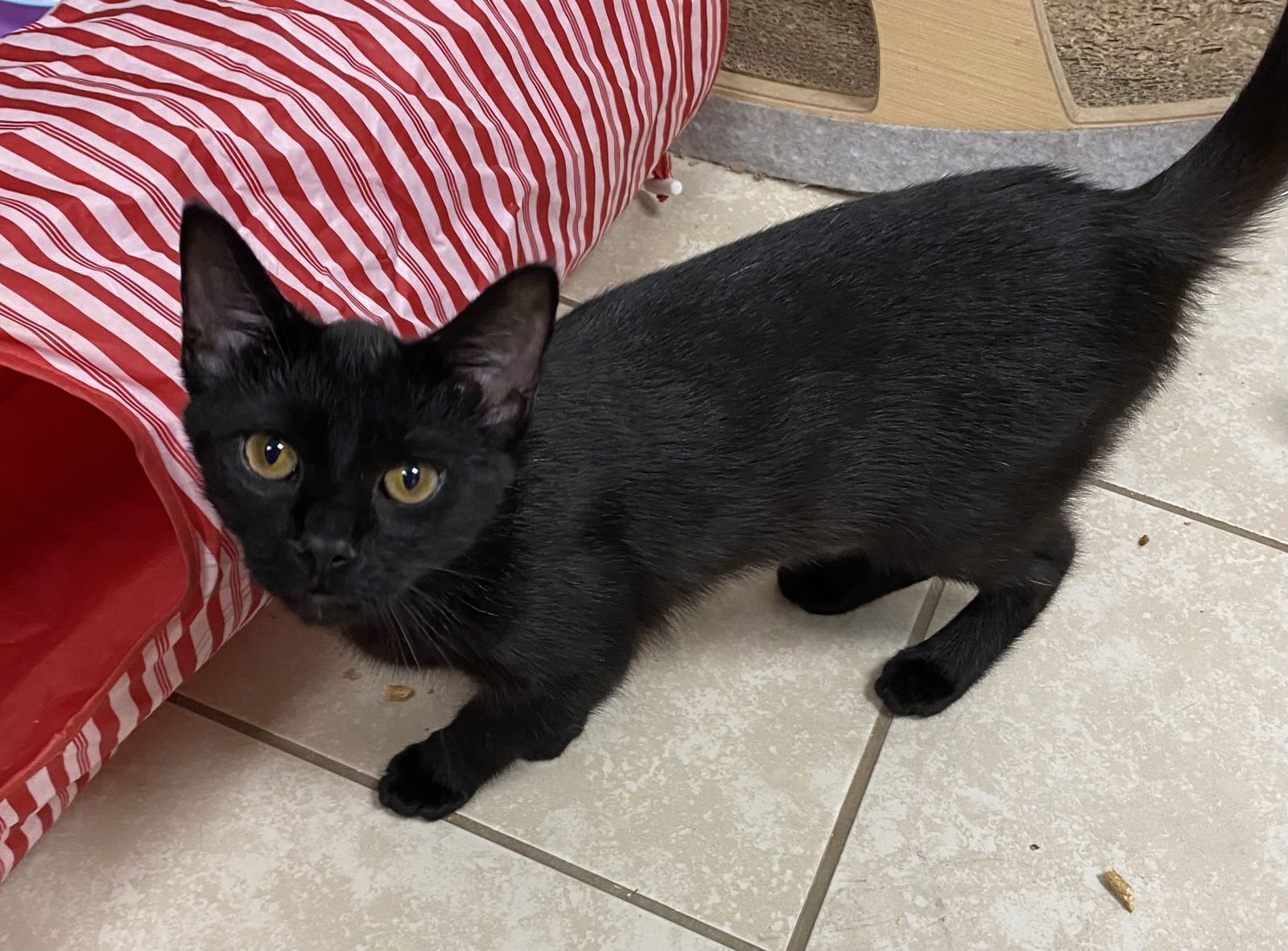 LUCY NC - Domestic Short Hair available for adoption