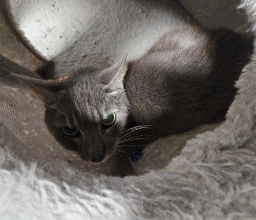 WELKU - Domestic Short Hair for adoption in Melbourne