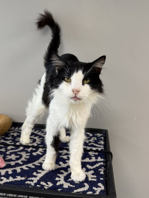 DASHBOARD - Domestic Short Hair available for adoption