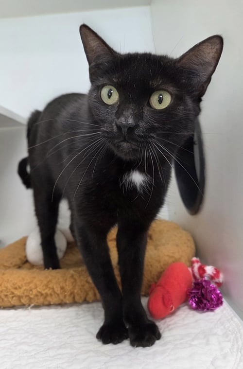SUPERTRAMP - Domestic Short Hair available for adoption