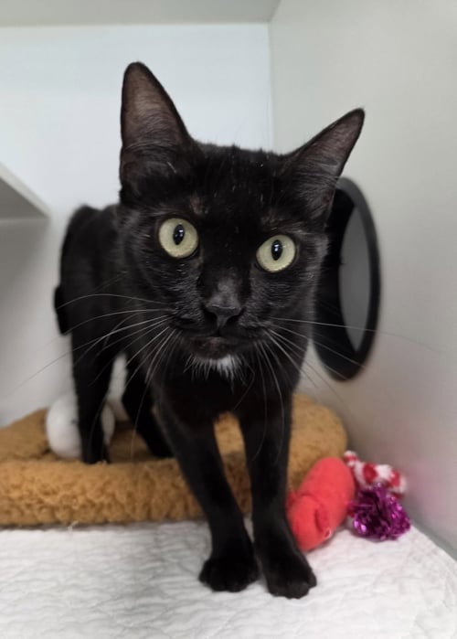SUPERTRAMP - Domestic Short Hair available for adoption