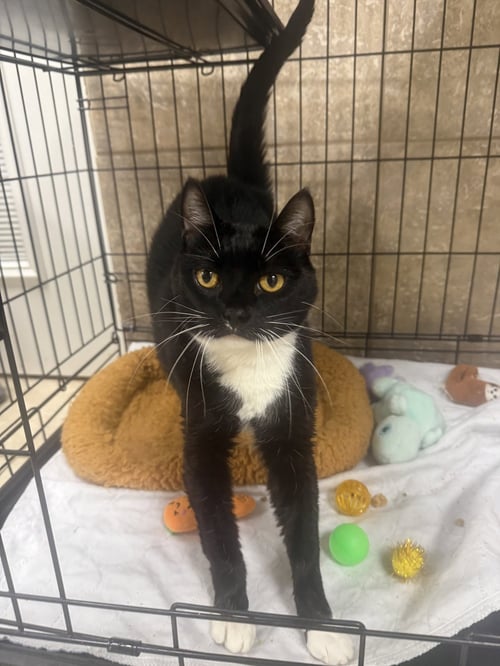 MOONRAIN - Domestic Short Hair available for adoption