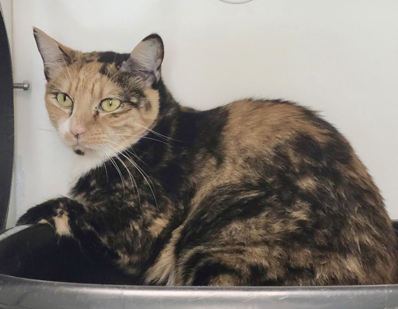 MANIC PANIC - Domestic Short Hair available for adoption