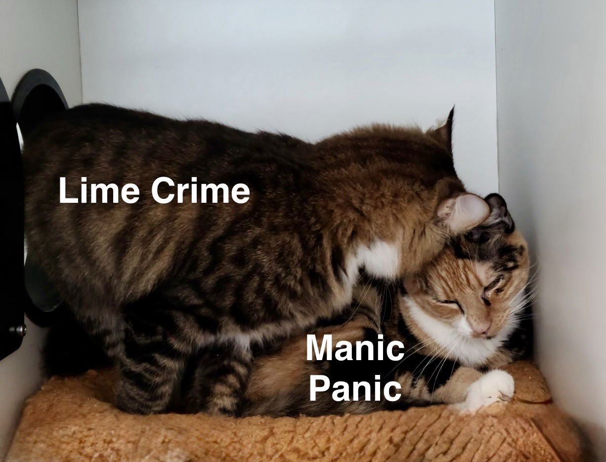 Manic Panic - Photo 3