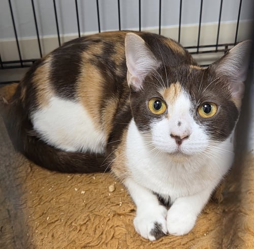 EVER AFTER - Domestic Short Hair available for adoption