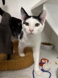 Mitzi - Photo 2