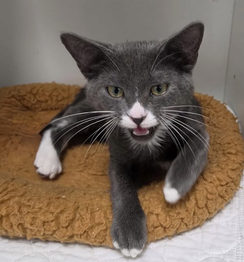 ARGENT - Domestic Short Hair available for adoption
