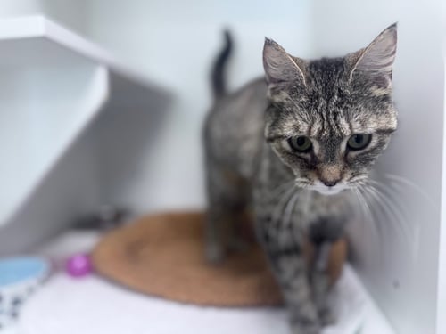 CRAISIN - Domestic Short Hair available for adoption