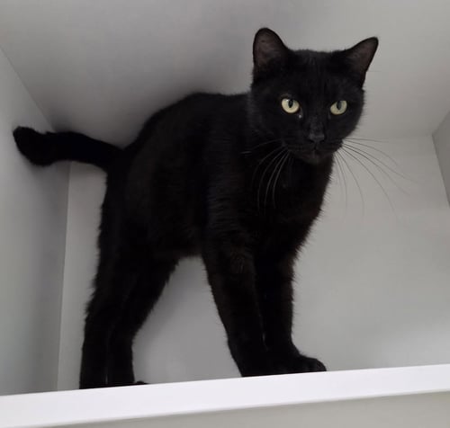 LITTLE BEAR - Domestic Short Hair available for adoption