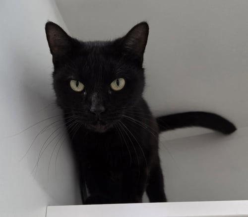 LITTLE BEAR - Domestic Short Hair available for adoption